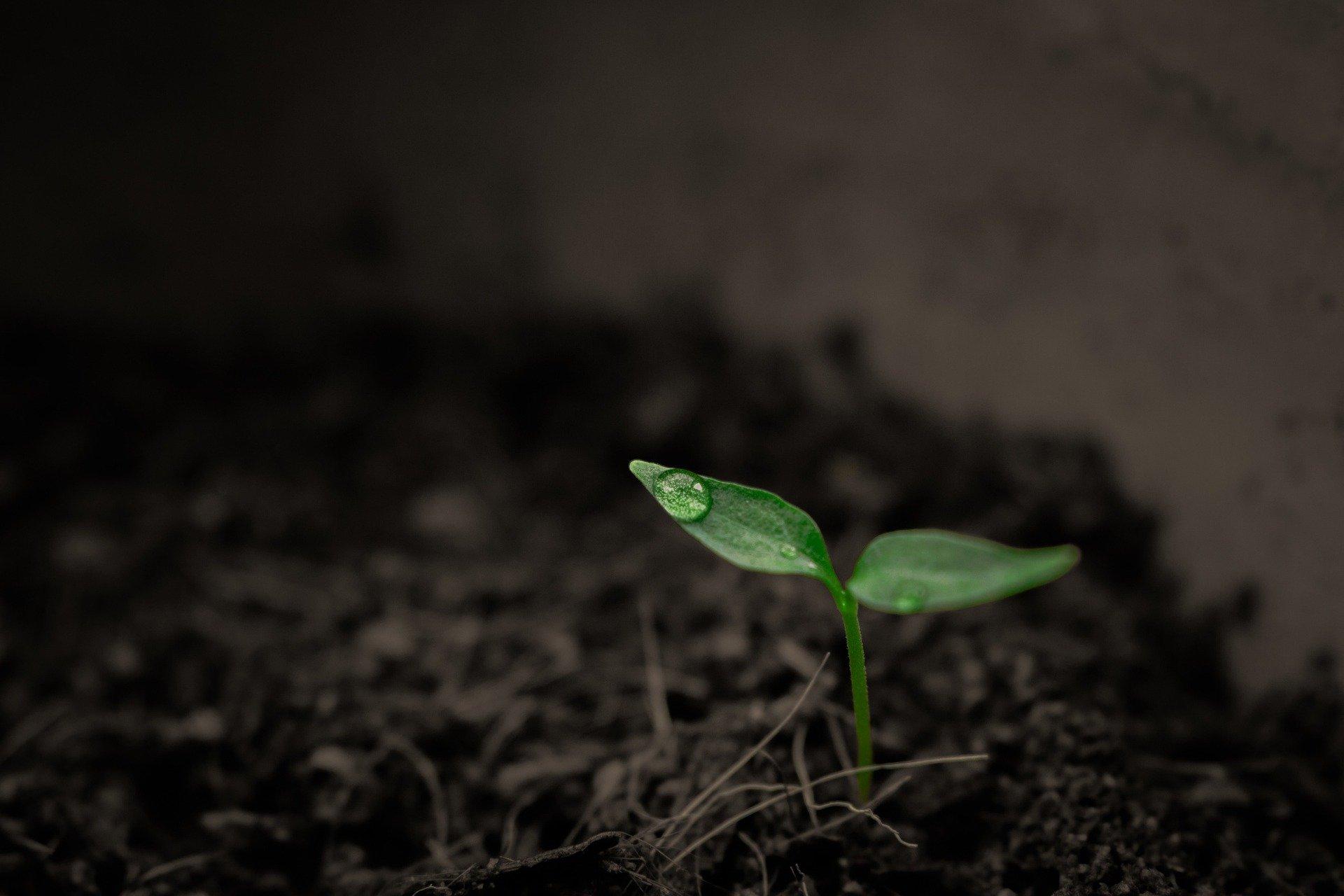 plant-g0c165851d_1920